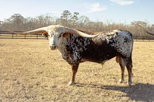 ATB Tucker's Gypsy Soul